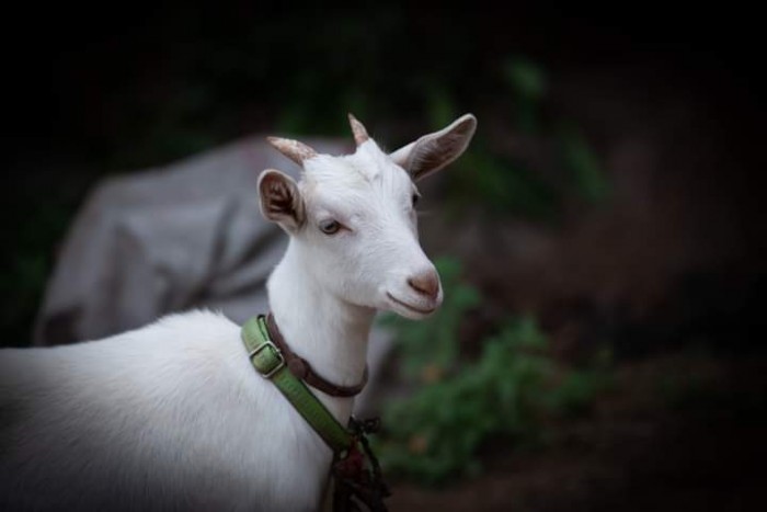 7bd3547ecd080751ebfd4d41d51ed47f_1609046